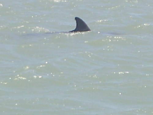 same-sebire same-sebire