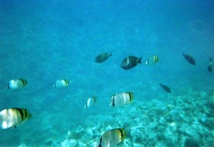 img017