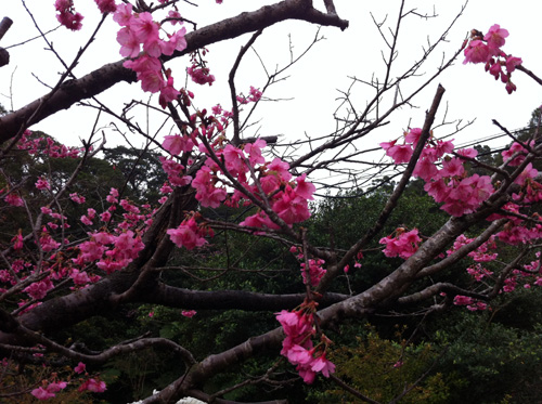 nagosakura-1