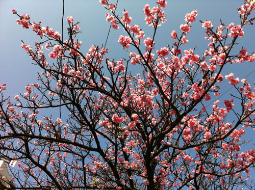 sakura-1