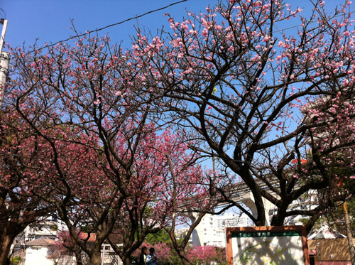 sakura-2